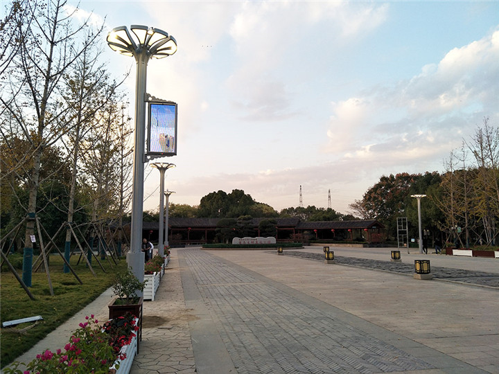 004 Wisdom Tree in Jinyinhu Park